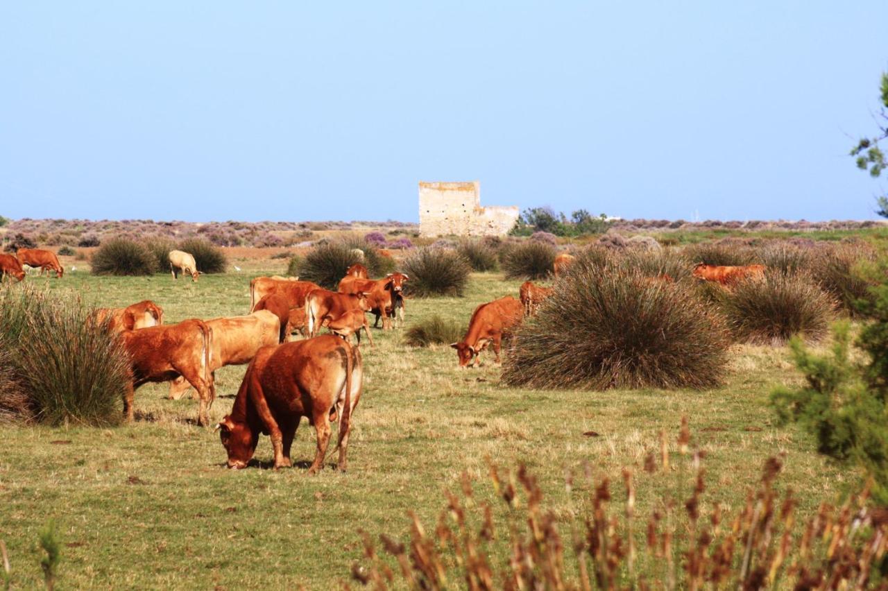 Casa de Campo Herdade Dos Salgados Do Fialho Faro